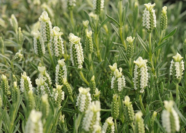 white French lavender white French lavender