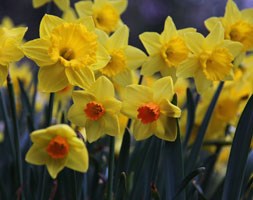 mixed Narcissus for naturalising (mixed daffodil collection bulbs)