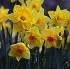 mixed daffodil collection