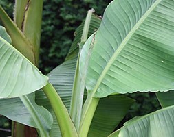 Musa basjoo (Japanese banana)