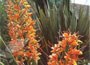 Ginger Lily