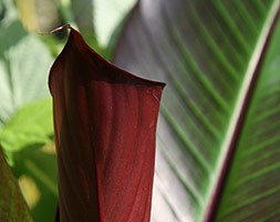 Ensete ventricosum 'Maurelii' (red abyssinian / Ethiopian banana (syn. Musa ensete rubra))