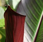 red abyssinian / Ethiopian banana (syn. Musa ensete rubra)