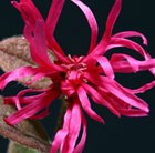 Loropetalum chinense f. rubrum Fire Dance