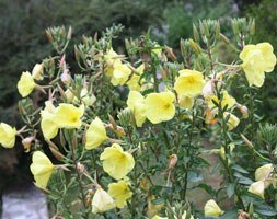 Oenothera biennis (evening primrose)