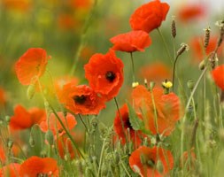 Papaver rhoeas (field poppy)