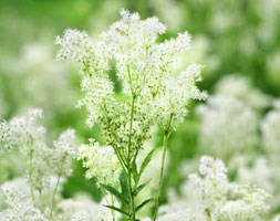 Filipendula ulmaria (meadowsweet)