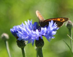 Centaurea cyanus (cornflower)