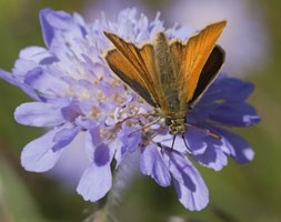 Knautia arvensis (field scabious)