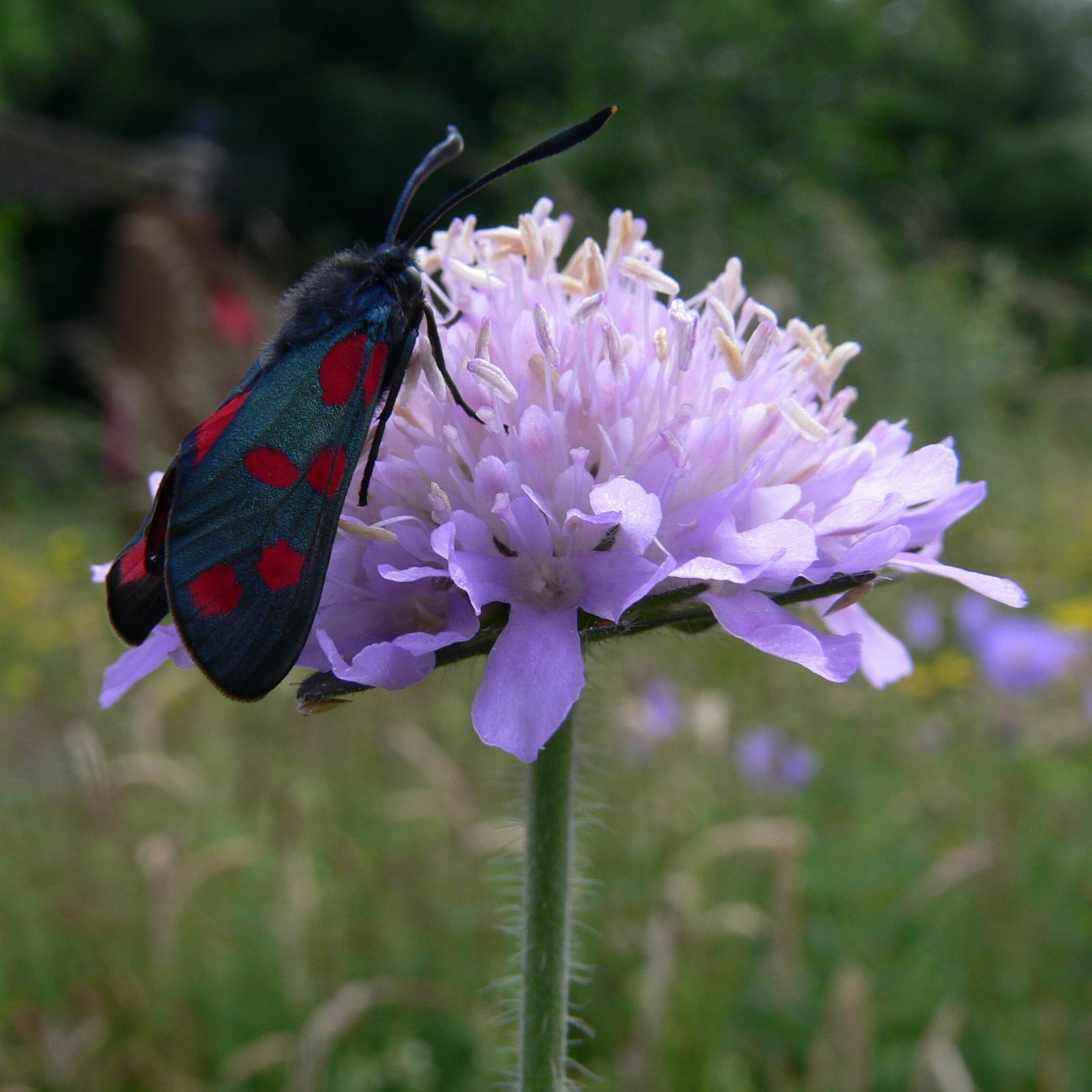 field scabious