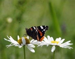 Leucanthemum vulgare (ox-eye daisy)