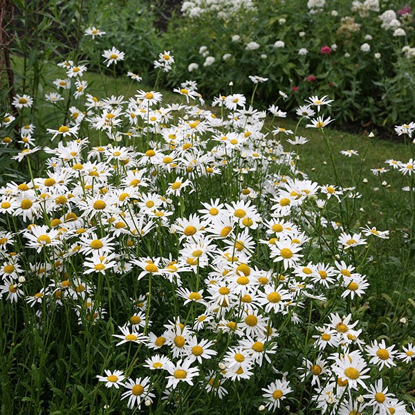 ox-eye daisy