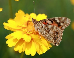 Glebionis segetum (corn marigold (syn. Chrysanthemum segetum ))