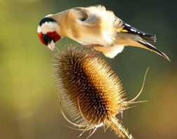 Dipsacus fullonum (teasel)