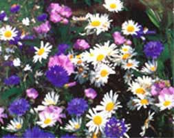 cottage garden collection