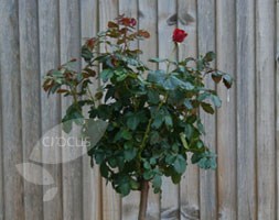 Rosa Ruby Anniversary  ('Harbonny') (PBR) (standard rose Ruby Anniversary  (patio))