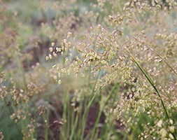 Briza media (common quaking grass)