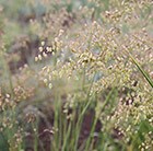 quaking grass