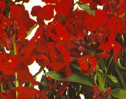 wallflower