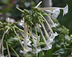 Nicotiana sylvestris (tobacco plant)