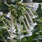 Tobacco Plant