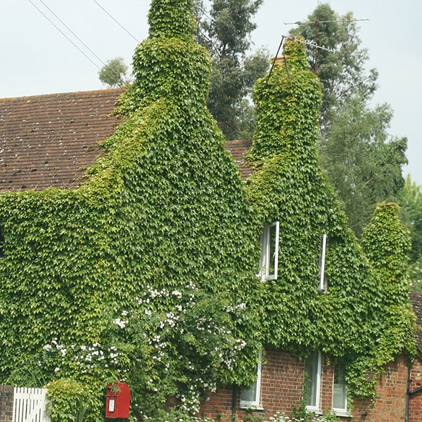 Boston Ivy