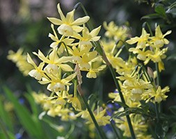 Narcissus 'Hawera' (Narcissus)