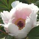 tree peony / tree paeony