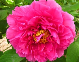 Paeonia Deep Pink (tree peony / tree paeony)