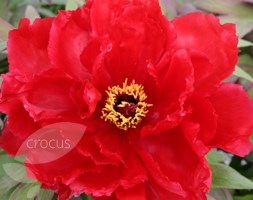 Paeonia Red (tree peony / tree paeony)