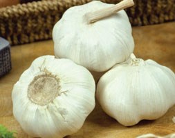 garlic 'Marco' (garlic)