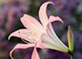 Belladonna Lily