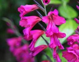 Gladiolus italicus (gladiolus byzantinus)