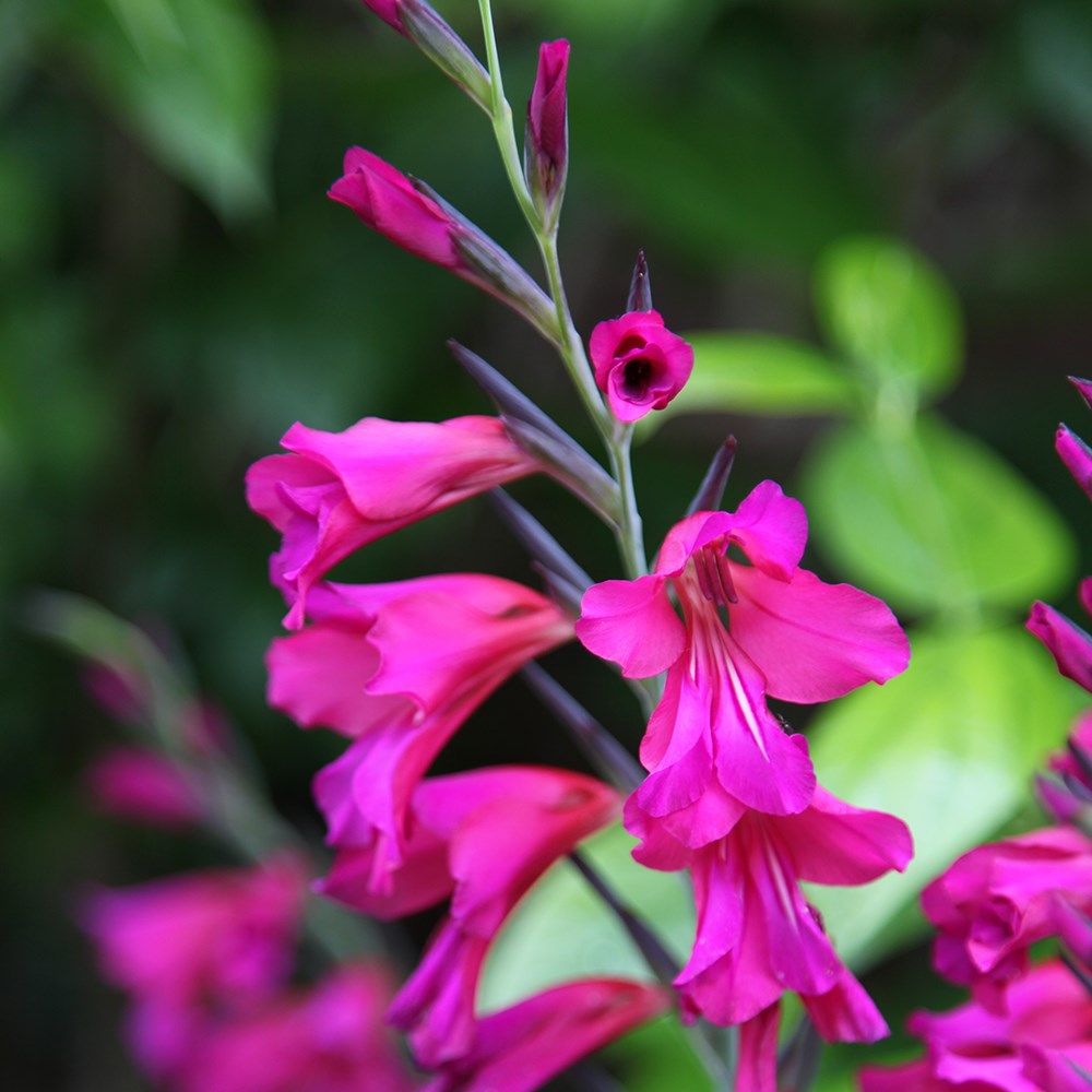 gladiolus bulbs gladiolus bulbs