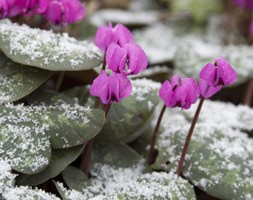 Cyclamen coum (sow bread)