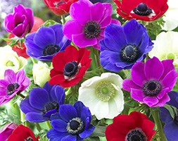 Anemone coronaria De Caen Group Mixed (anemone bulbs)