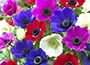 anemone bulbs