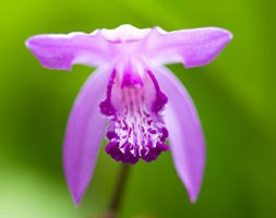 Bletilla striata (half hardy hyacinth orchid)