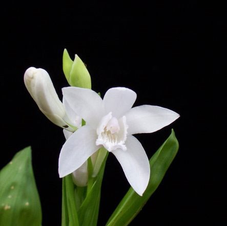 Bletilla striata alba (half hardy orchid / Bletilla striata f. gebina)