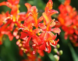 Crocosmia masoniorum (montbretia bulbs)