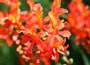 montbretia bulbs