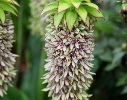 Eucomis bicolor (pineapple lily bulbs)
