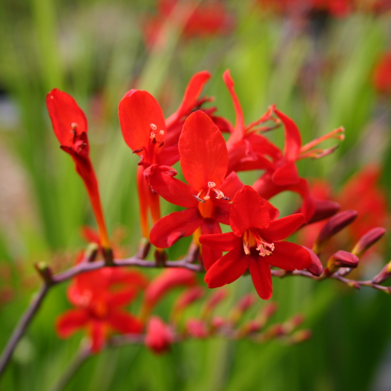 Montbretia Flowers on Eventual Height  1 2m Eventual Spread  0 3m