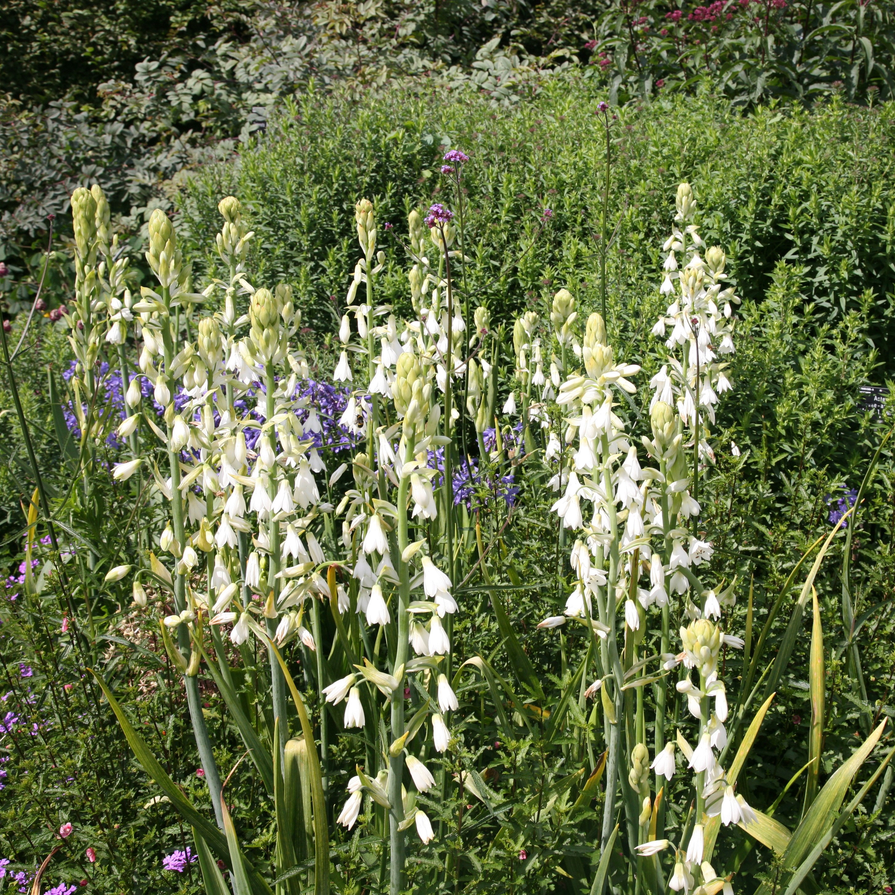 summer hyacinth