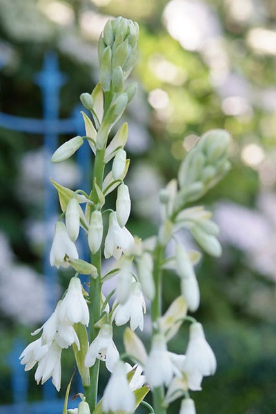 summer hyacinth summer hyacinth