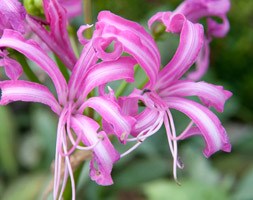 Nerine bowdenii (Guernsey lily)
