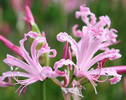 Nerine bowdenii 'Ostara' (Guernsey lily)
