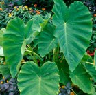 Colocasia esculenta