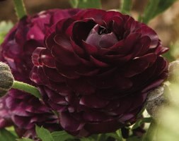 Ranunculus 'Purple Heart' (ranunculus bulbs)