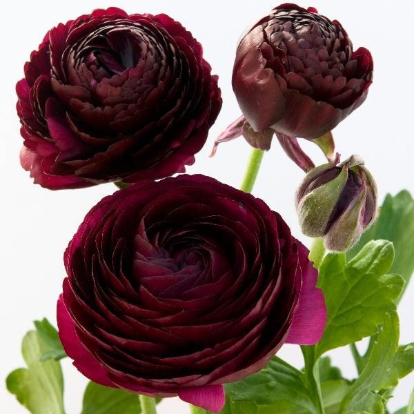 ranunculus bulbs